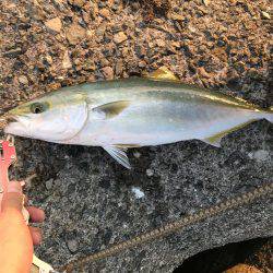 貝塚人工島1本勝負